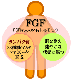 FGF